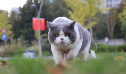 沐米宠物英短蓝白蓝猫高清照片