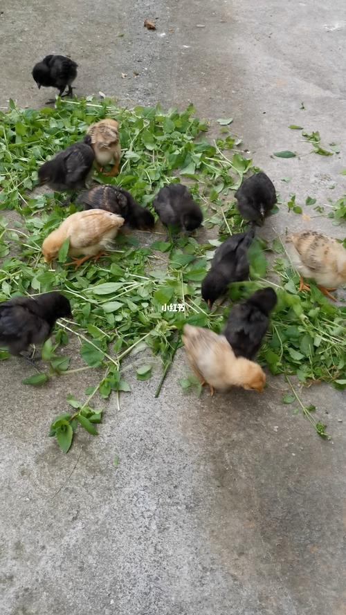今年孵的第一窝小鸡_农村生活_宠物_宠物其他