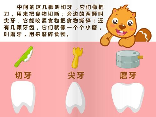 牙齿分三类哦,磨牙,尖牙,切牙.