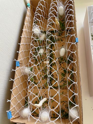 蚕结茧啦_手工制作_兴趣爱好_手工