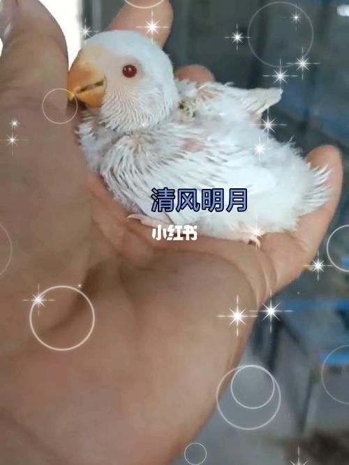 手养牡丹鹦鹉#白桃/白闪半毛雏鸟_鹦鹉_牡丹_手养牡丹
