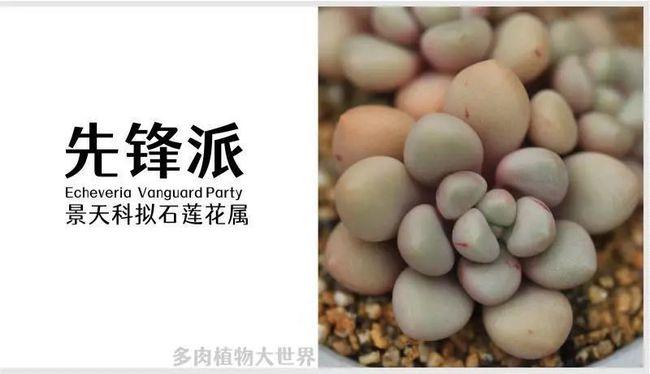 先锋派景天科拟石莲花属多肉植物会出血斑的一个品种