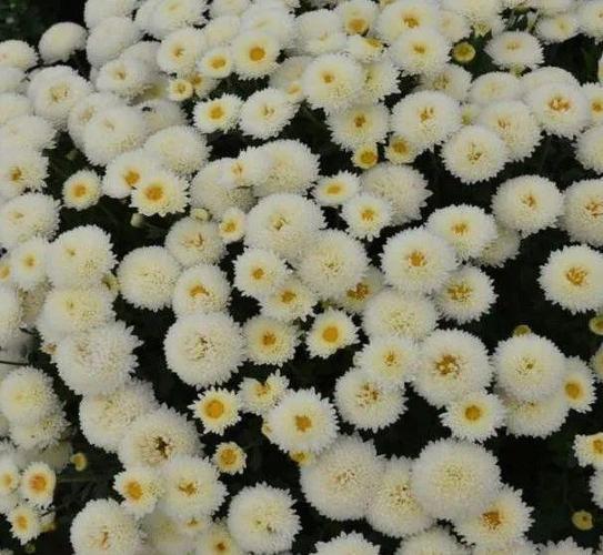 找品种菊花品种介绍不与群芳竞姝丽此花开尽更无花