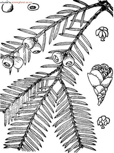 水杉树叶的简笔画