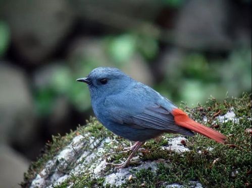 基本信息 中文名:红尾水鸲 别称:蓝石青儿,溪红尾鸲,石燕,铅色水