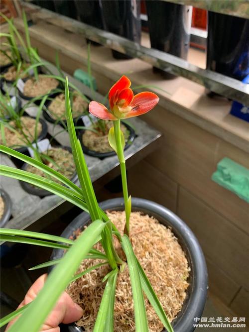 天人合一豆瓣兰中的色花王者