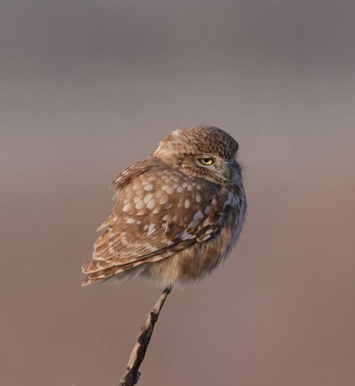 首创纵纹腹小鸮