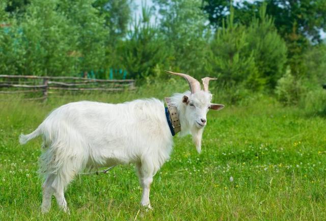 母山羊也能单亲繁殖?只因喝了一种水,这种现象至今是