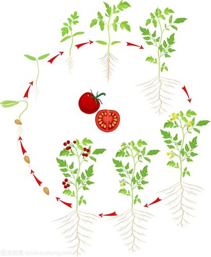 番茄生长记录手册