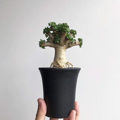 迷你卷叶羊角沙漠玫瑰一物一拍块根多肉组合多肉植物