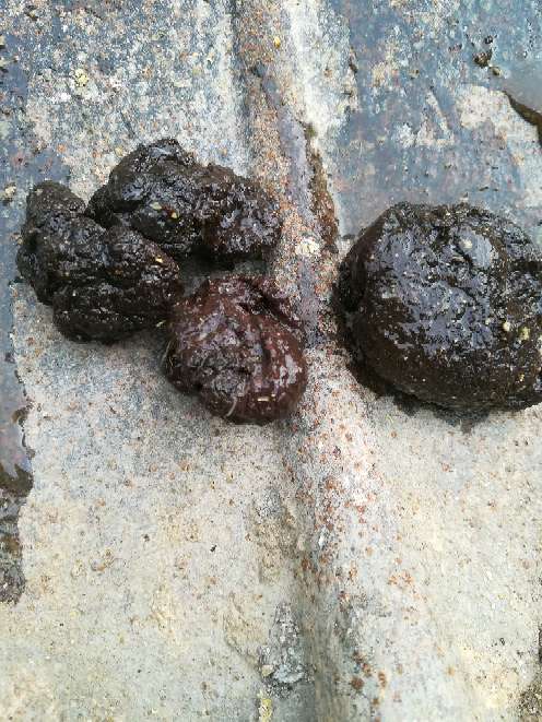 育肥猪大便带血,像熟猪血一样,一颗一颗,用水一冲洗就