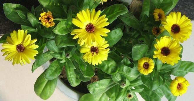 花皙蔻采集到金盏花