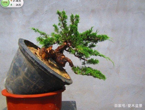 悬崖型柏树小盆景的整型蟠扎过程