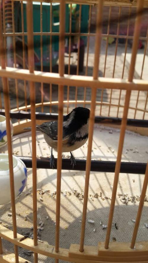 谁懂鸟,帮看下这贝子公还是母