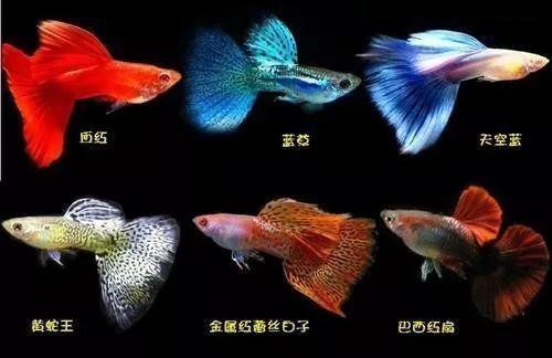 众所周知,娇小玲珑的孔雀鱼,也称为凤尾鱼,彩虹花鳉,虹鳉,古比鱼