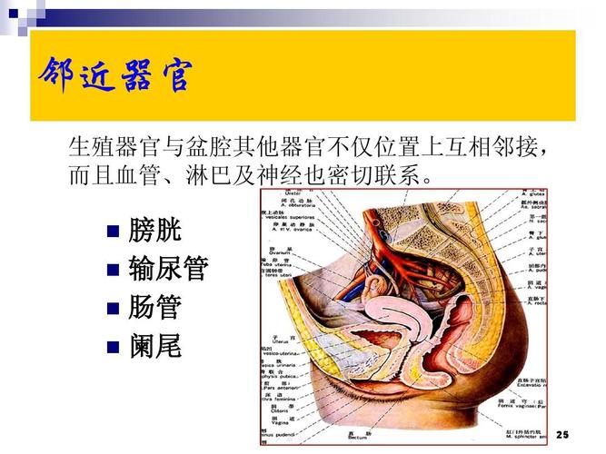 女性生殖器官解剖