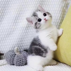 短腿猫曼基康矮脚猫曼赤肯猫纯种猫咪活物美短虎斑加白起司猫幼崽
