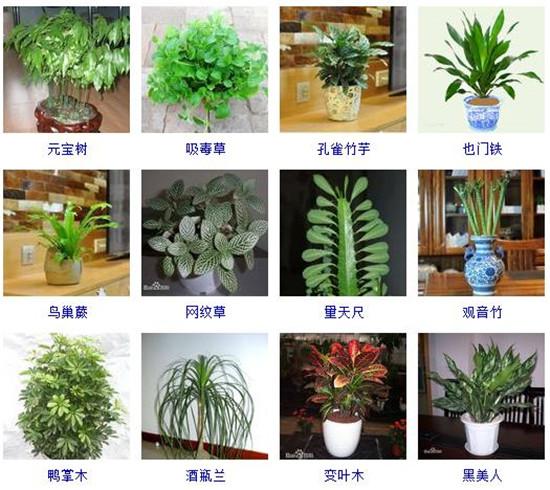 96种室内植物图片及名称室内植物品种大全图片