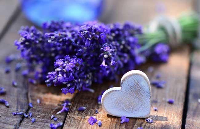 薰衣草花语,薰衣草花语和寓意