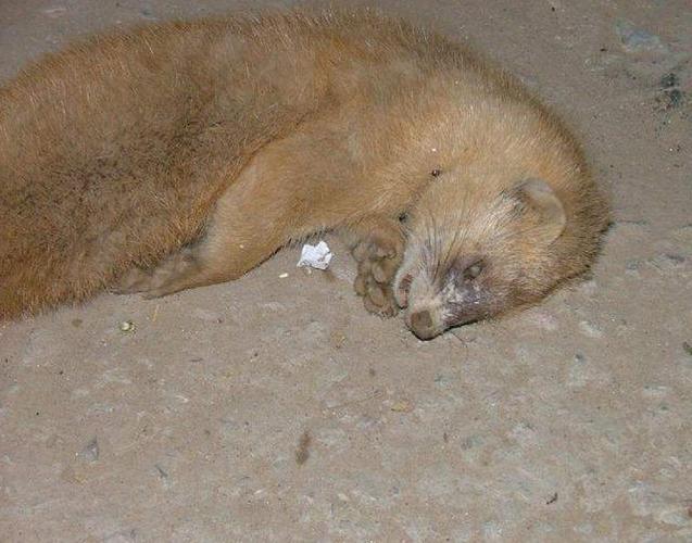 让狗狗去抓偷鸡的黄鼠狼,结果黄鼠狼抓到了,鸡却全军覆灭了