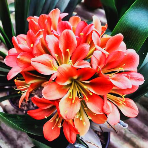 君子兰精品红花心黑黑金刚花色绿植黑花包活顺丰花卉