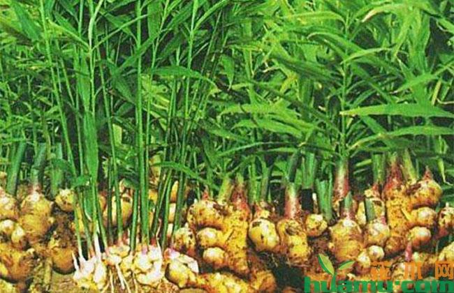 生姜种植技术