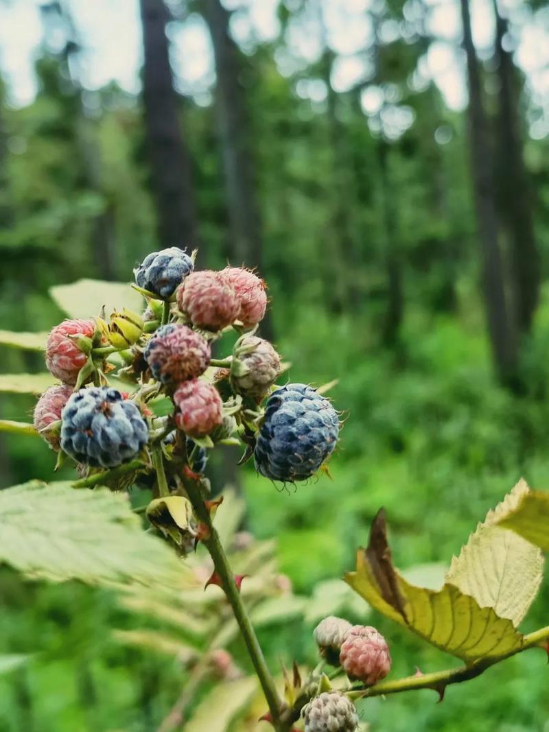 紫泡儿是悬钩子属诛物