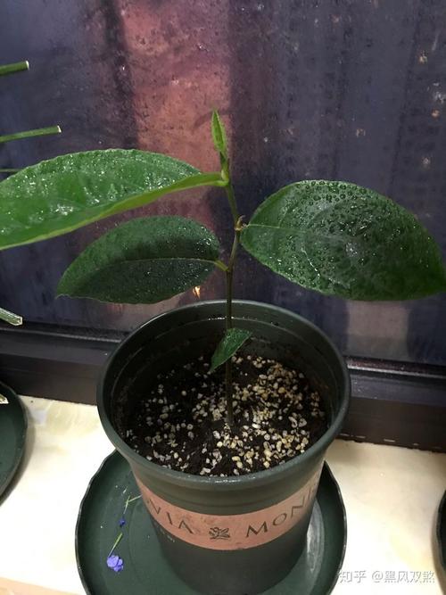 菠萝蜜怎样种植?