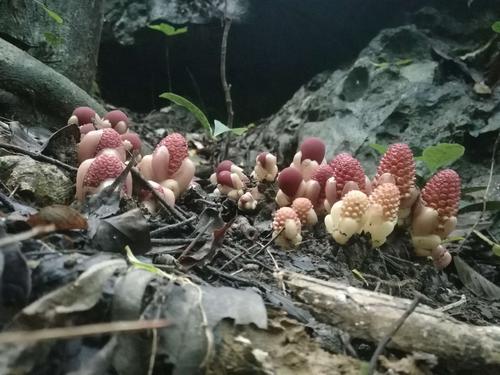 夏季的蛇菇