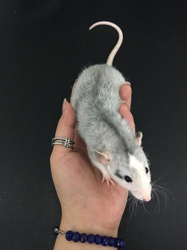 那时候还狠期待她长大,毕竟是大白鼠么,说是成年以后就褪色了.