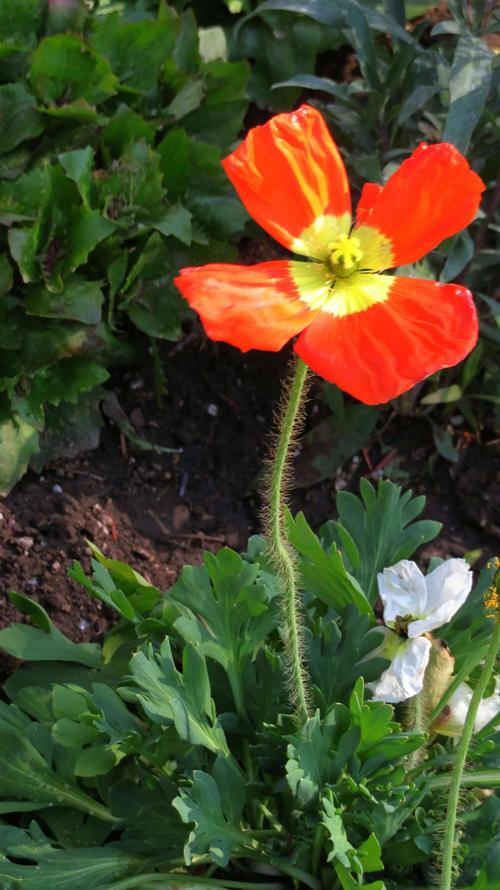 摄于北京植物园 写美篇冰岛罂粟隶属于罂粟科罂粟属,别称冰岛虞美人