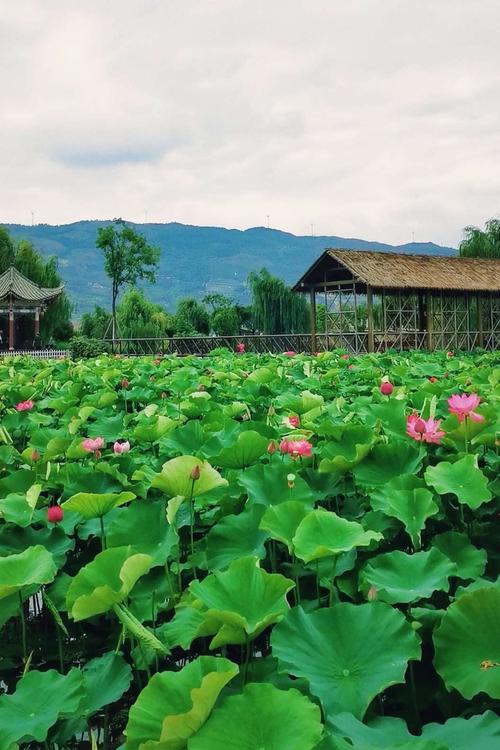 曲靖麒麟水乡的夏天,"千亩荷塘"美不胜收,令人陶醉.