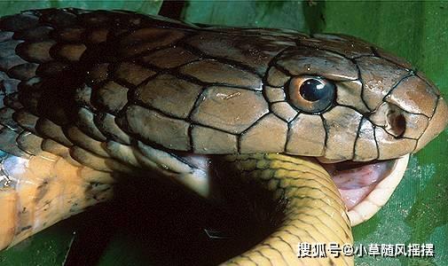 原创身怀黄金液体的眼镜蛇王毒液不是最毒但是一定致命