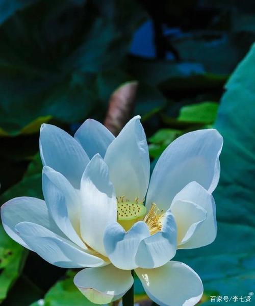 晚上的莲花实在太美了