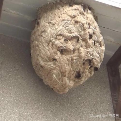 黄蜂入宅做窝