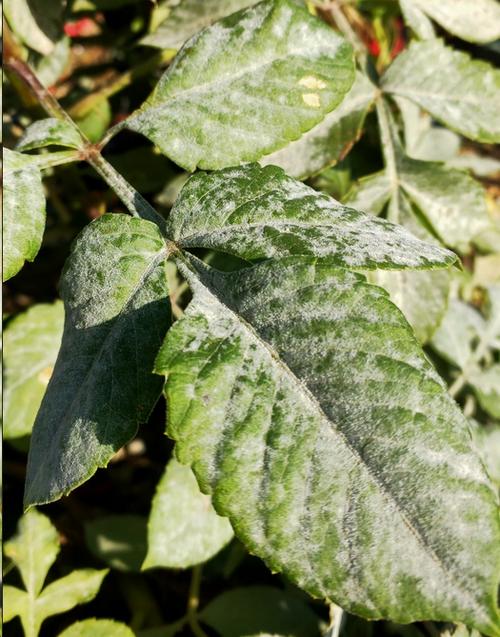 月季霜霉病用什么药好 从上图我们可以看出,这个叶片上确实覆盖了一层