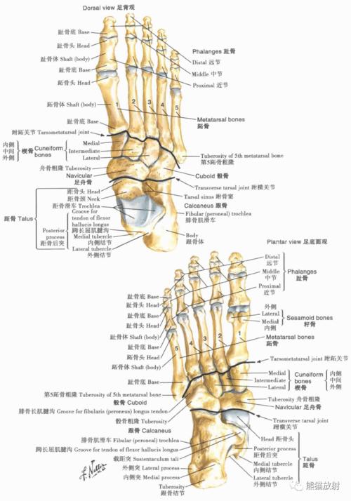 超清晰的下肢小腿踝与足解剖图