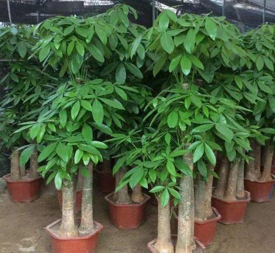 发财树有六个喜好,了解掌握,枝繁叶茂根系壮,再也不说