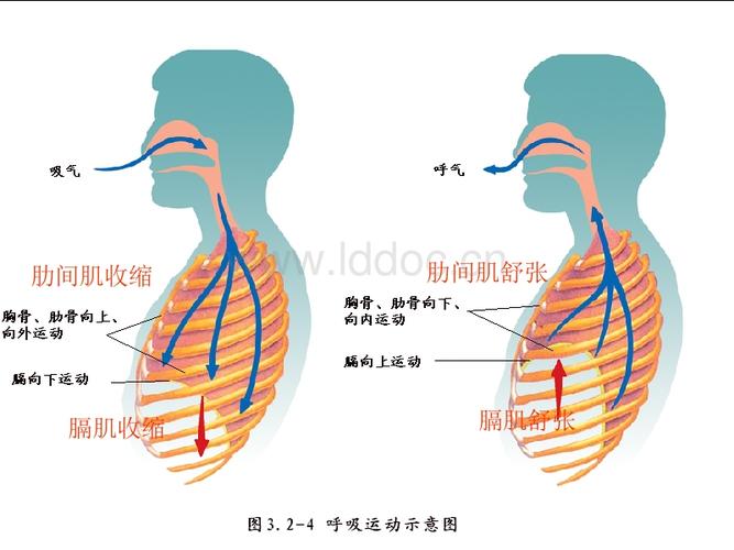 ppt  肋间肌收缩膈肌收缩肋间肌舒张膈肌舒张呼吸运 动呼吸肌状 态