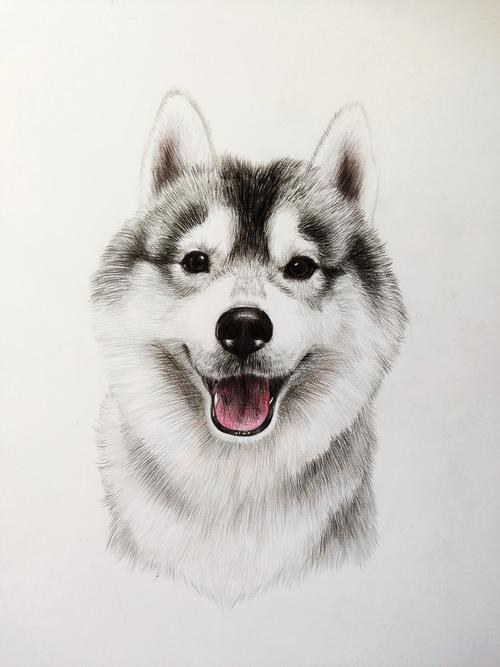 手绘狗狗 哈士奇