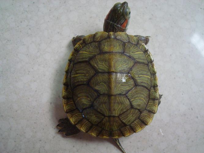 求鉴定,这是水龟还是旱龟