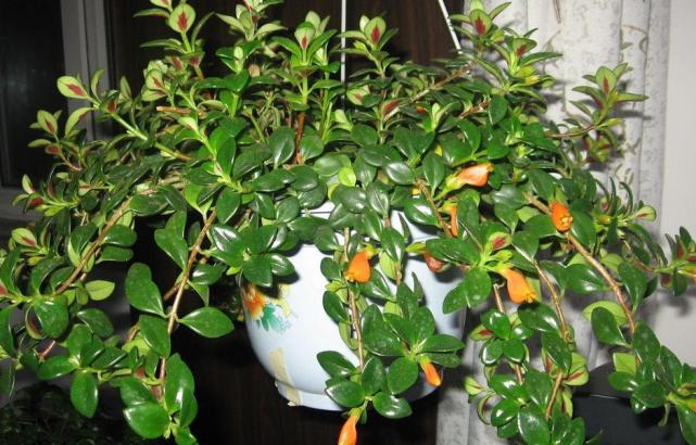 家庭养殖金鱼吊兰,这3方面不出错,盆栽长得好,花叶俱美