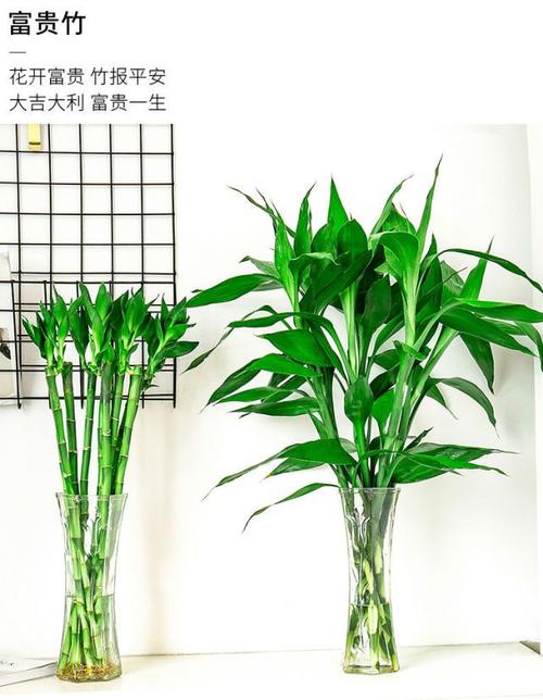 富贵竹究竟摆放在什么方位好呢