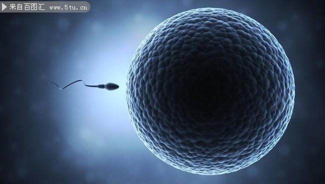 精子卵子结合图片