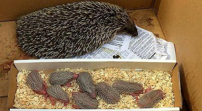 内蒙古男子捡了只刺猬,隔天生了9只宝宝,这么能生为何