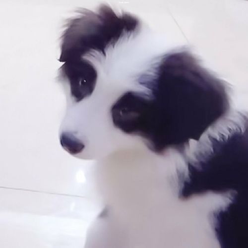 76宋鼠标专楼⑤冲刺无上限绝佳骨像气质出尘万中挑一所向披靡期待