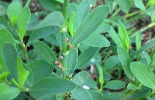 最后,扁蓄中含有剧毒物质,所以并不建议自行服用中药扁蓄来进行治疗