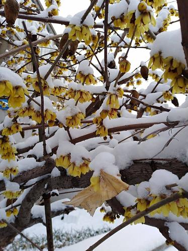 北国之春,雪兆丰年.