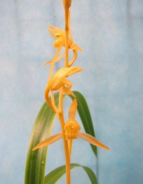 兰花苗盆景墨兰名品金公主浓香绿植6苗连体不含盆