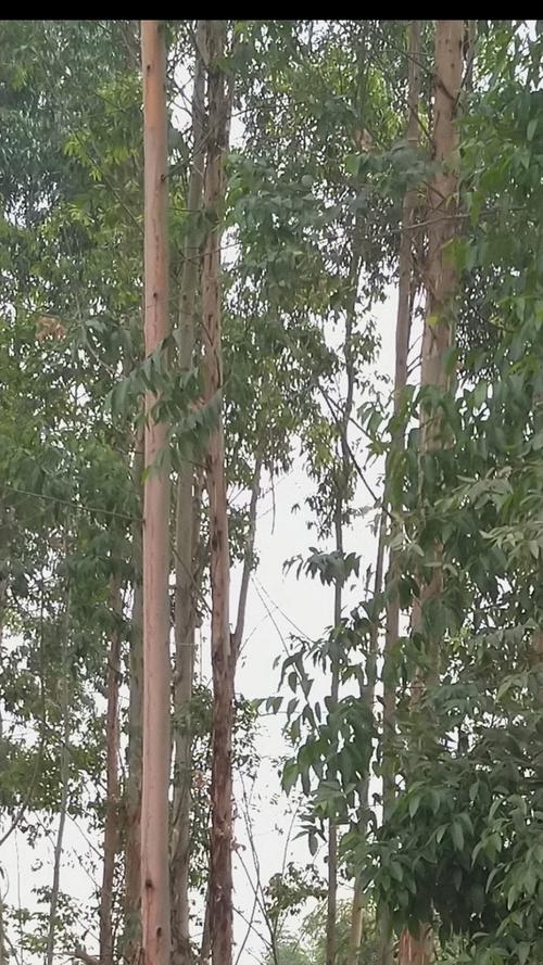 桉树林的味道和畅想